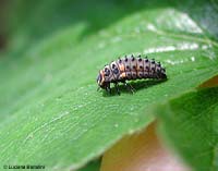 Larva di Coccinella