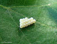 Uova di insetto deposte su una foglia