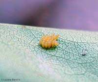Uova di insetto deposte su una foglia