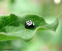 Uova di coleotteri a forma di barilotto deposte su una foglia