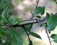 bruco Noctuidae