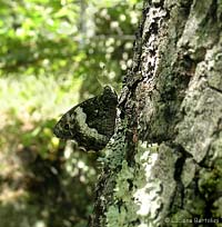 Hipparchia fagi