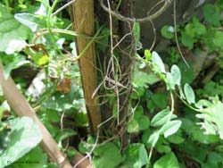 Pterophoridae sp che sembra un filo d'erba