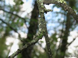 Un bruco che sembra un rametto d'albero