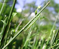 bruco verde su ramo di ginestra