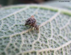 larva di crisopide che si mimetizza con i resti delle sue prede sistemate sul corpo