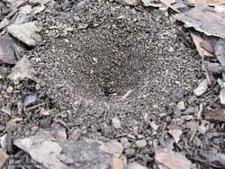 trappola di formicaleone con formica sul fondo
