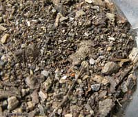 Larva di formicaleone che sta interrandosi nella terra