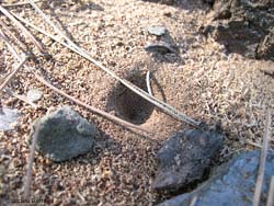 trappola di formicaleone trovata in montagna