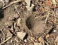 Due trappole di formicaleone scavata nella terra finissima