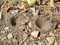 Due trappole a forma di imbuto scavate dalla larva del formicaleone