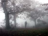 Una camminata nel bosco avvolto nella nebbia