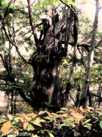 Vecchio tronco di castagno