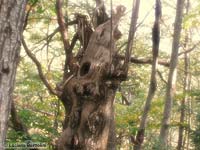 Vecchio tronco di un castagno