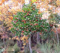 Albero di Corbezzolo