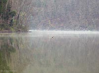 Svasso che nuota in arno