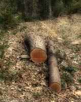 tronco di pino tagliato