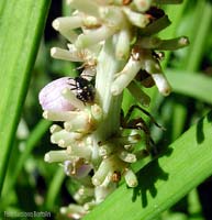Giovane pentatomide Giovane pentatomide