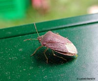 Nezara viridula color nocciola