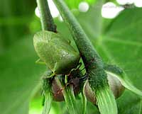 Nezara Viridula di colore verde