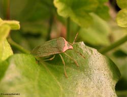 Nezara viridula f. torquata