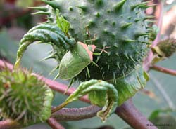 Nezara viridula f. torquata