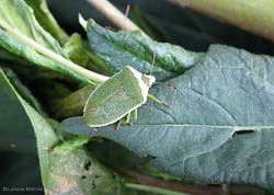 Nezara Viridula adulto varietà f. torquata