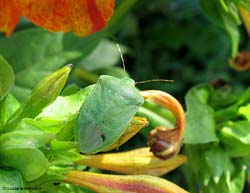 adulto di Nezara Viridula adulto di Nezara Viridula