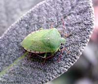 Nezara Viridula adulto Nezara Viridula adulto