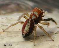 Ragno Icius