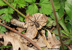 Pardosa, i velocissimi ragni si trovano sul terreno