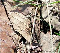 Pardosa, piccoli ragni che si muovono sul terreno