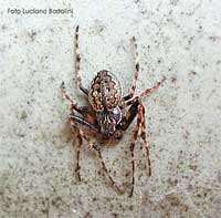 Nuctenea Umbratica femmina
