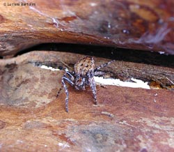 Nuctenea Umbratica in un tronco