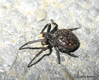 Nuctenea umbratica