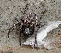 Nuctenea Umbratica