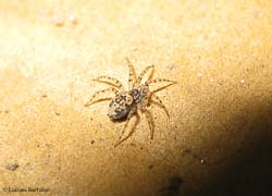 Oecobius sp. un piccolissimo ragno