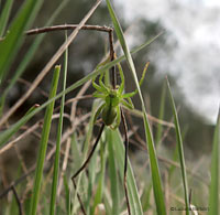 Micrommata virescens tra l'erba