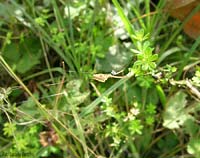 Uloborus tra l'erba sulla ragnatela