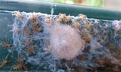 piccoli di ragno Zoropsidae