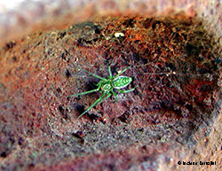 Piccolo ragno verde Nigma walckenaeri