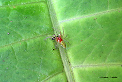 Piccolo ragno verde Nigma walckenaeri maschio
