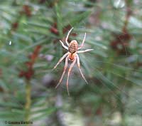 Zygiella x-notata