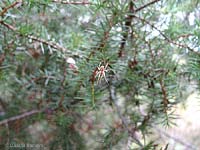 Zygiella x-notata