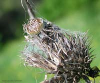 Agalenatea redii mimetizzato su una pianta di cardo secca