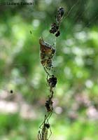 Cyclosa conica, ragno mimetizzato tra i resti del suo pasto