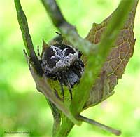 Agalenatea redii dal colore marrone scuro Agalenatea redii dal colore marrone scuro