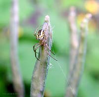 Mangora acalypha