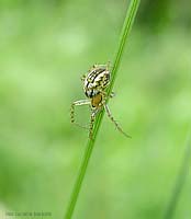 Mangora acalypha su uno stelo d'erba