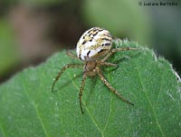 Mangora acalypha su una foglia